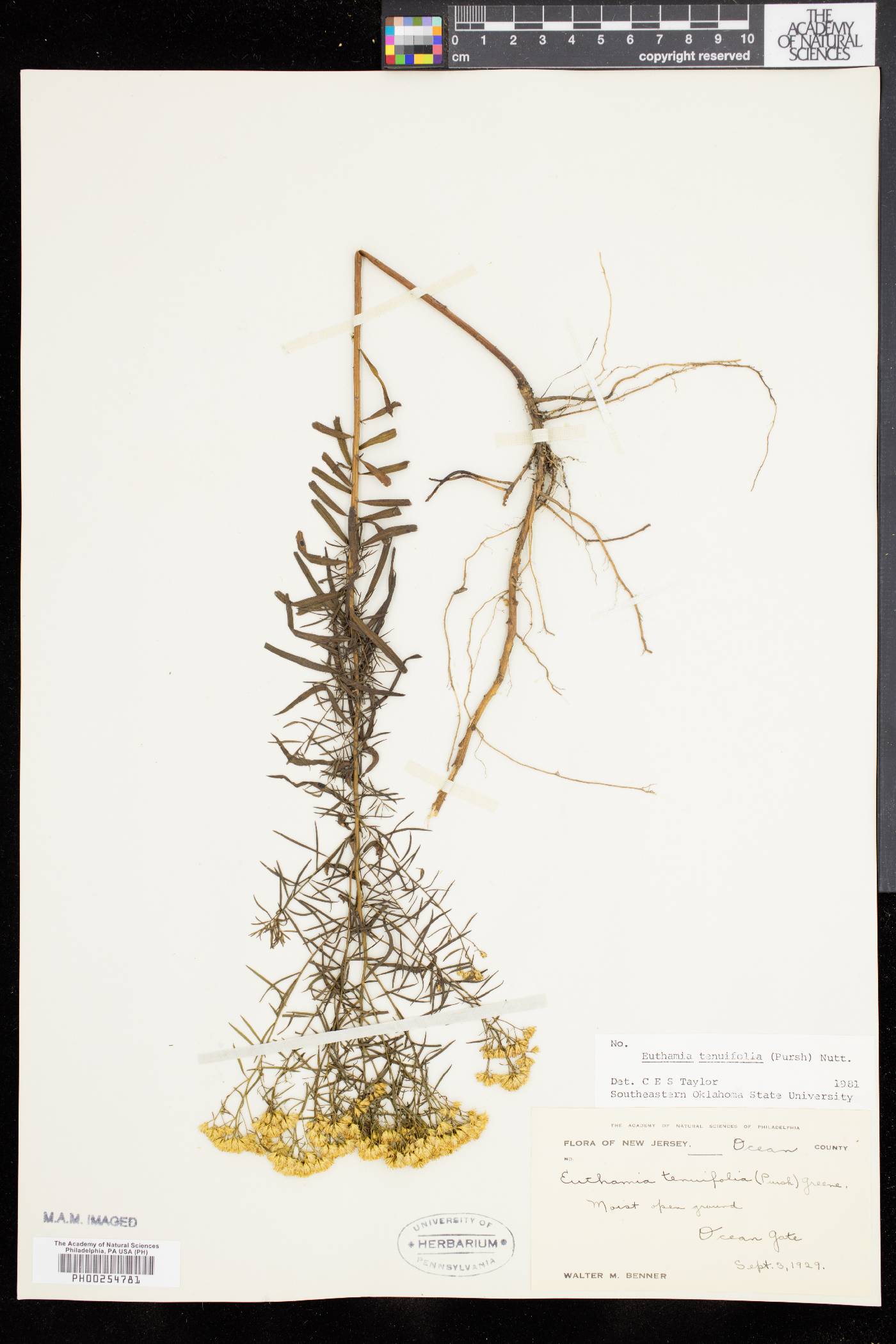 Solidago tenuifolia image