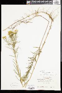 Solidago tenuifolia image