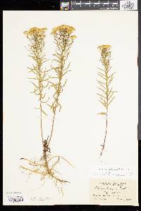 Solidago tenuifolia image