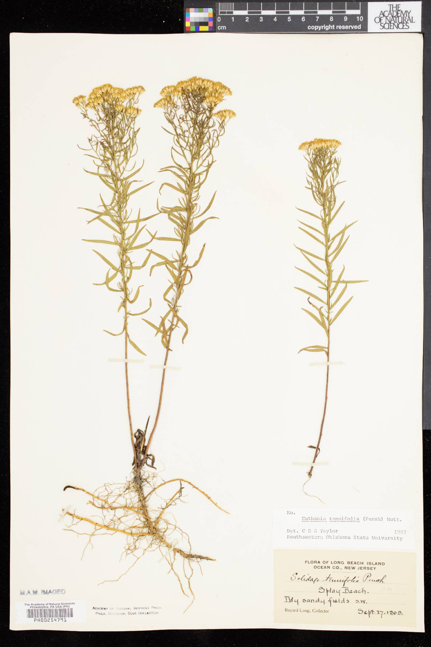 Solidago tenuifolia image