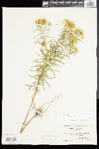 Solidago tenuifolia image