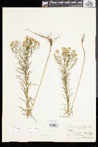 Solidago tenuifolia image