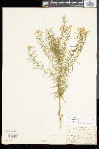 Solidago tenuifolia image