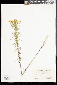 Solidago tenuifolia image