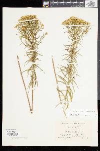 Solidago tenuifolia image