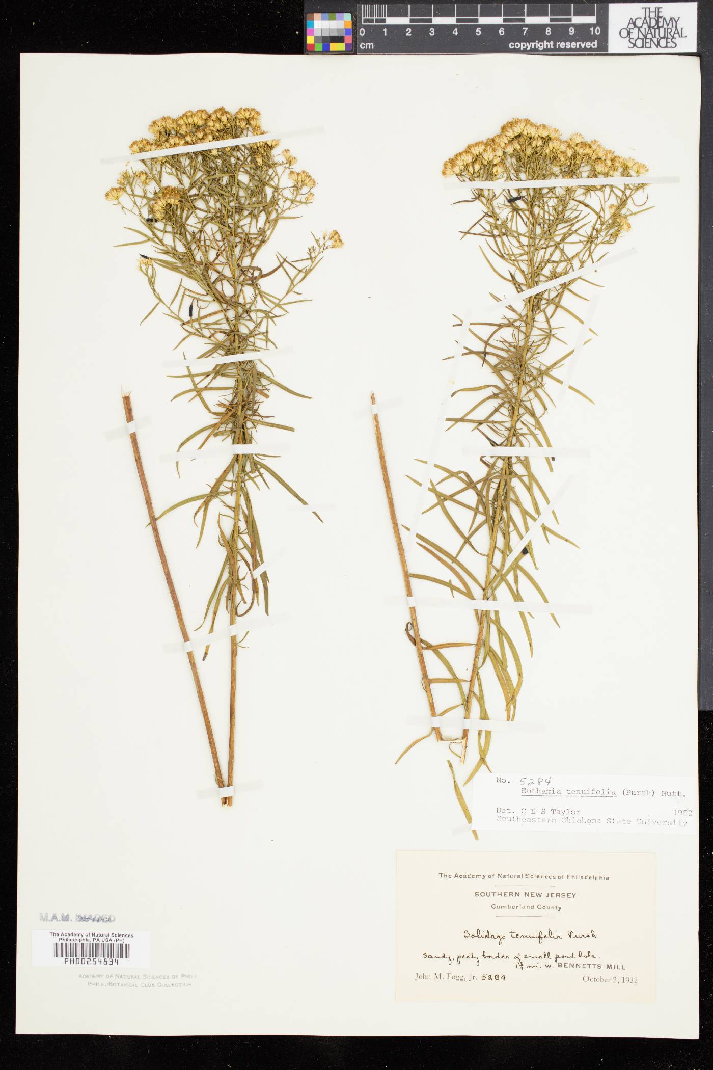 Solidago tenuifolia image