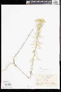 Solidago tenuifolia image