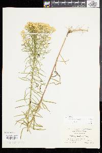 Solidago tenuifolia image