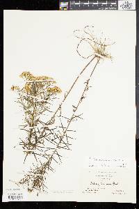 Solidago tenuifolia image