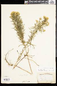 Solidago tenuifolia image