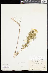 Solidago tenuifolia image