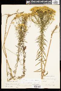 Solidago tenuifolia image