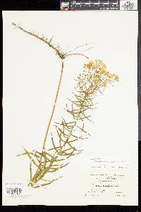 Solidago tenuifolia image