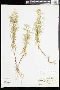 Solidago tenuifolia image