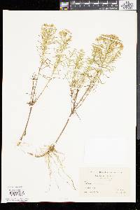 Solidago tenuifolia image