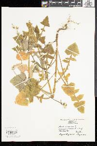 Sonchus arvensis image