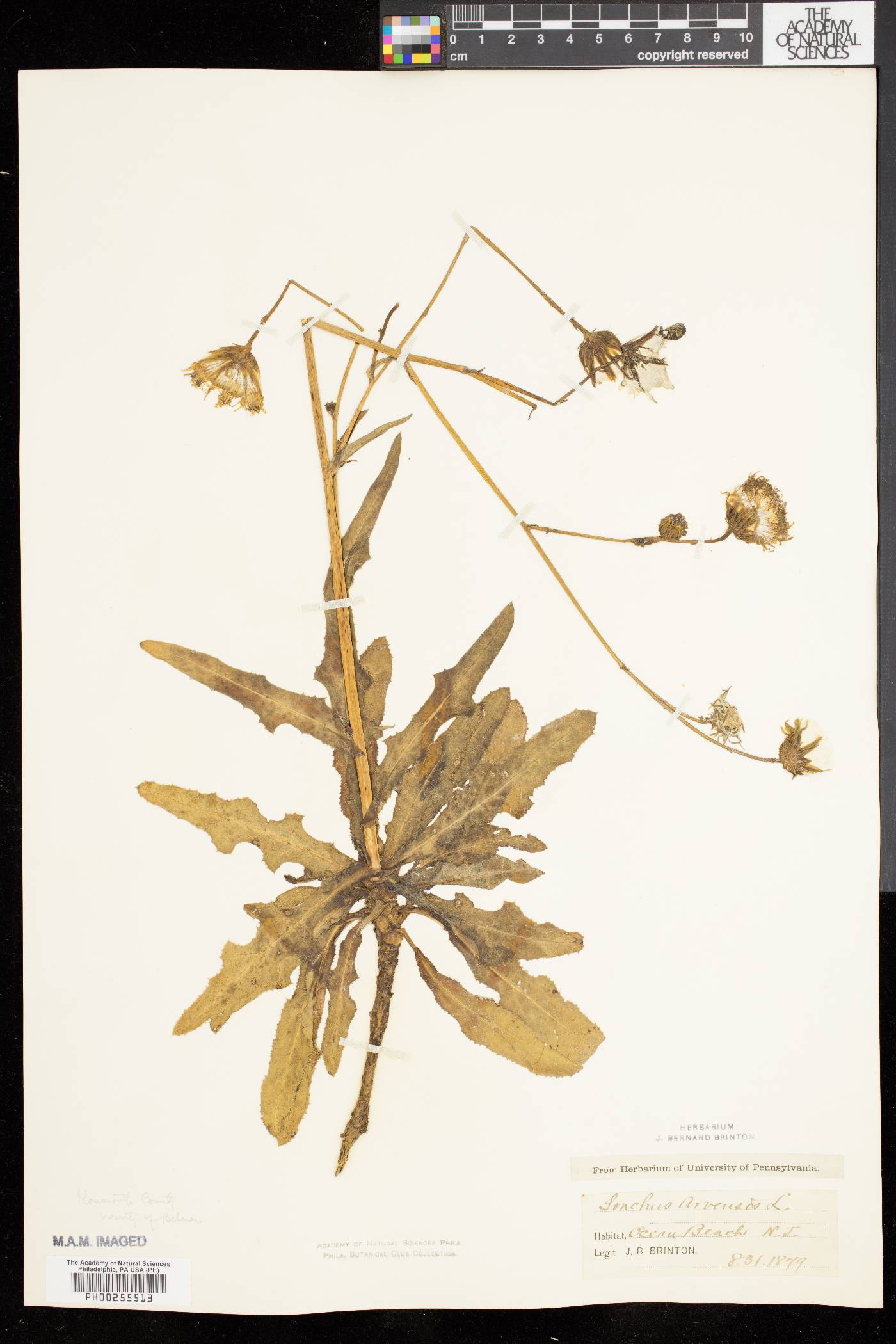 Sonchus arvensis image