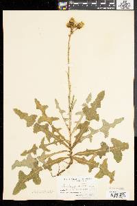 Sonchus arvensis image