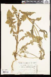 Sonchus oleraceus image