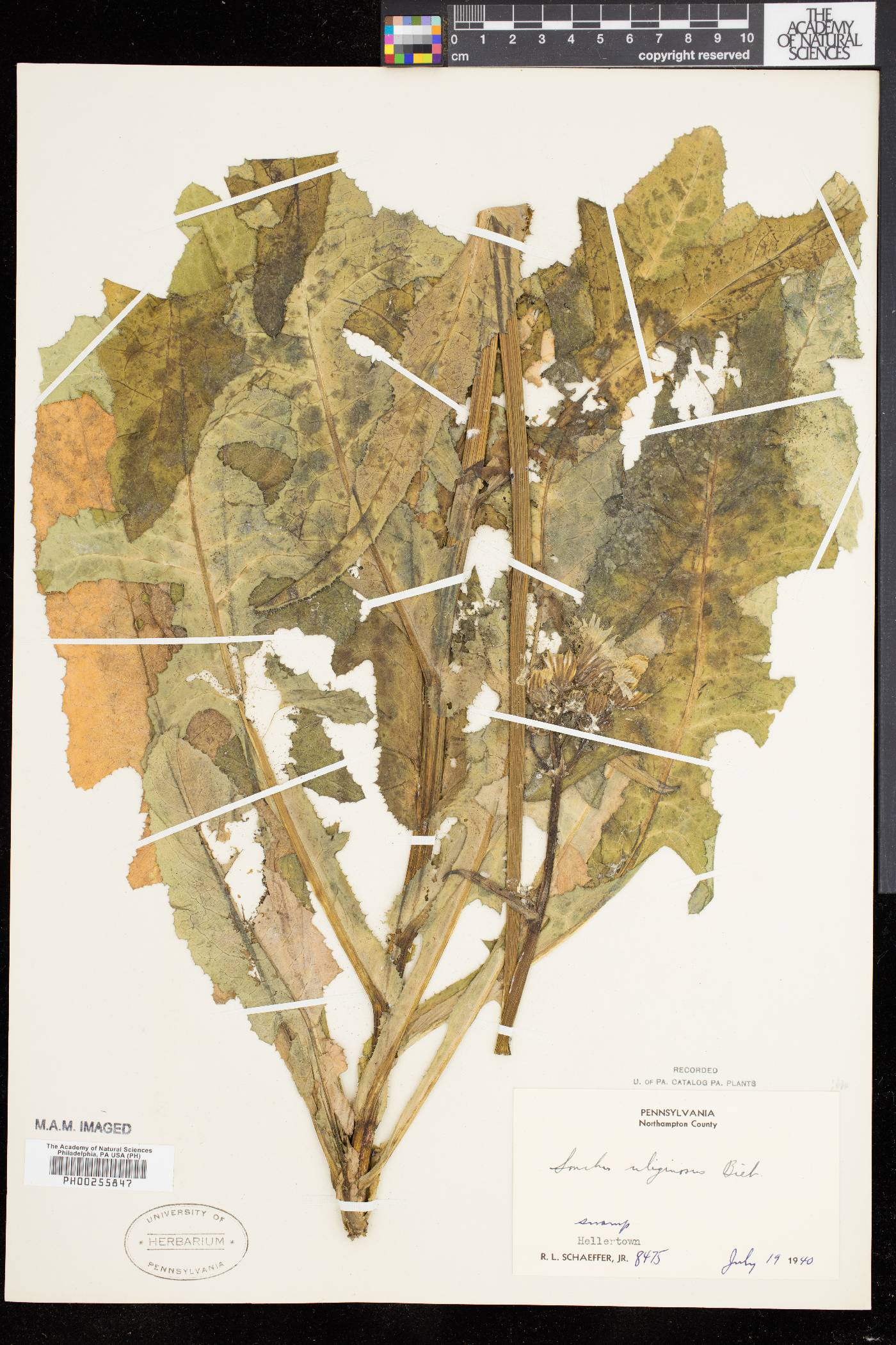 Sonchus arvensis subsp. uliginosus image