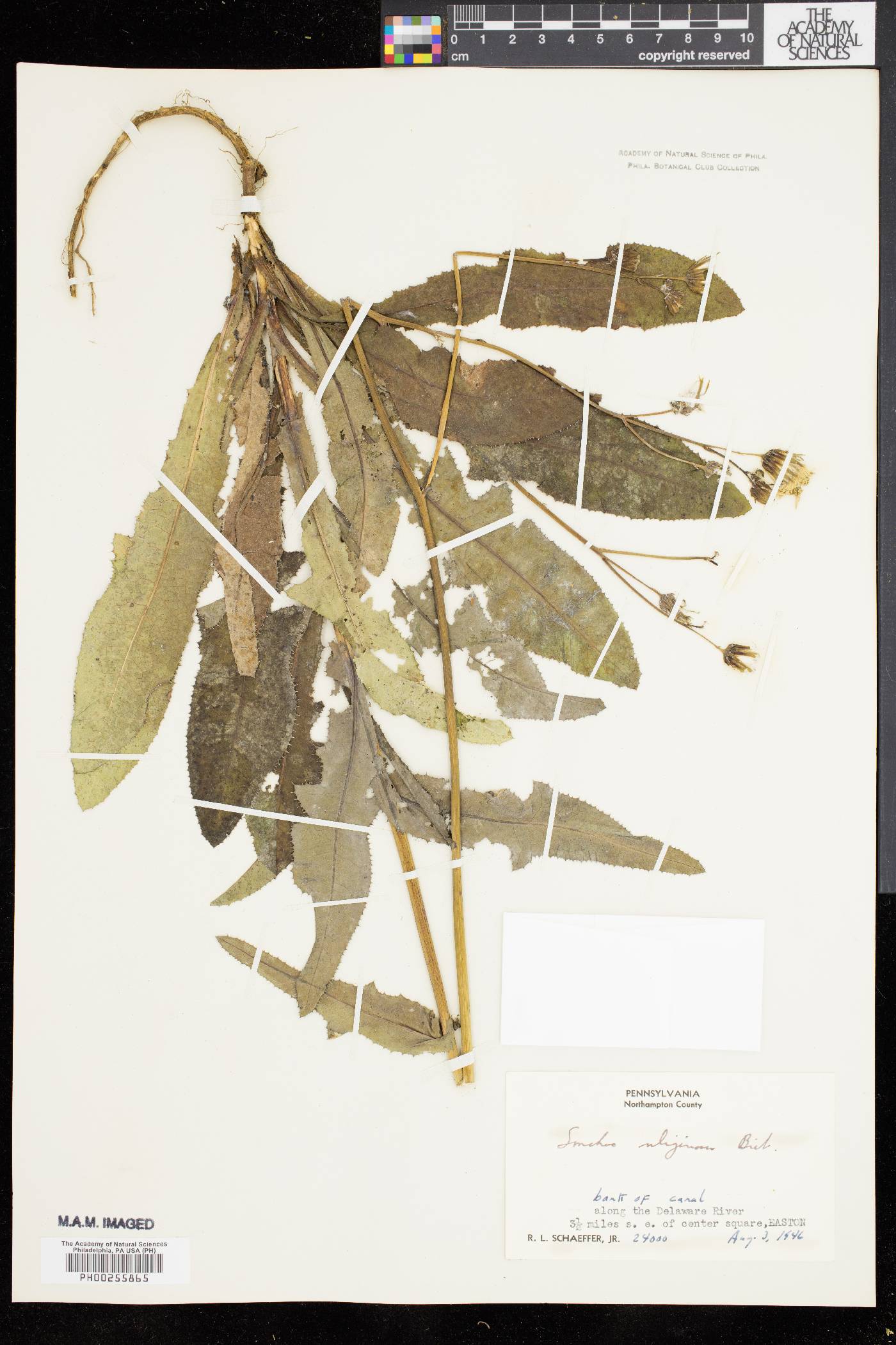 Sonchus arvensis image