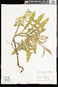 Sonchus arvensis image