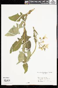 Sonchus arvensis image