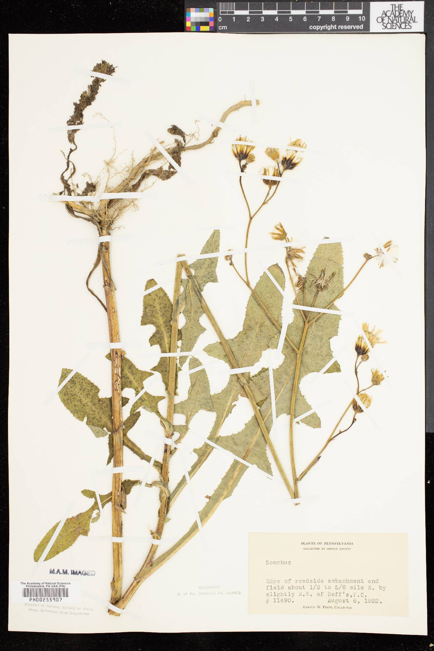 Sonchus arvensis subsp. uliginosus image