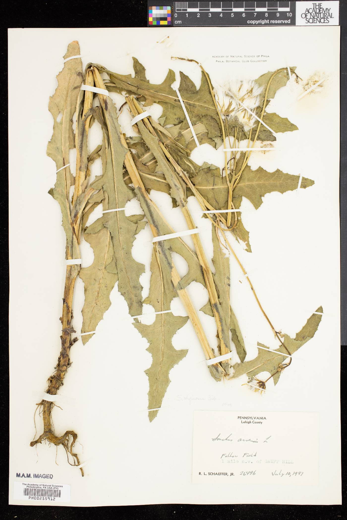 Sonchus arvensis subsp. uliginosus image