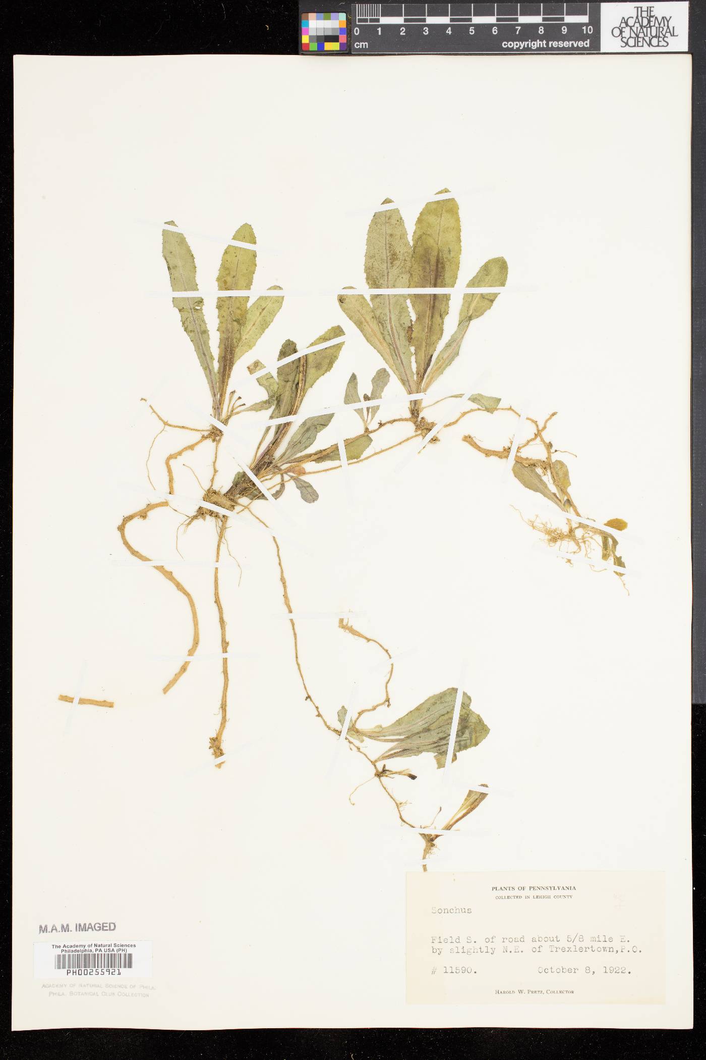 Sonchus arvensis image