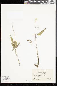 Sonchus arvensis image