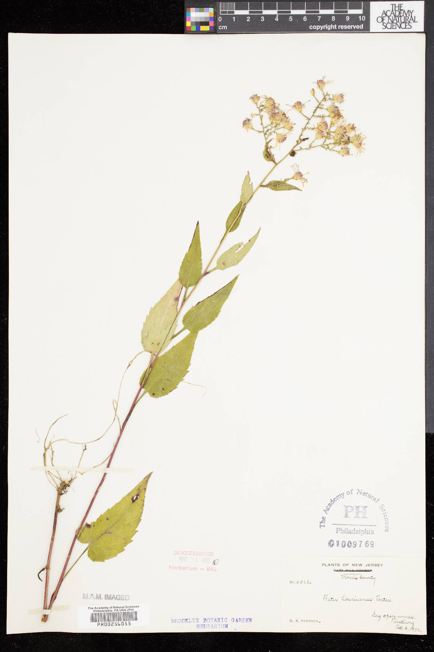 Symphyotrichum lowrieanum image