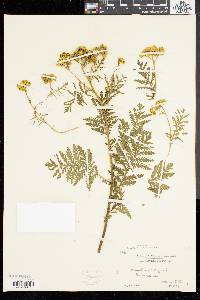 Tanacetum vulgare image