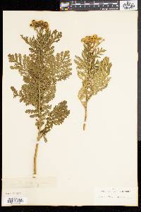 Tanacetum vulgare image