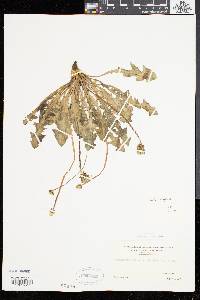 Taraxacum palustre image