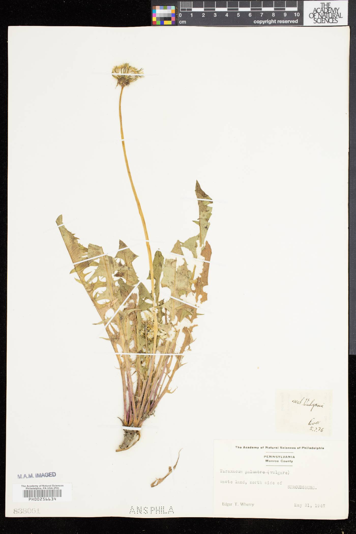 Taraxacum palustre image