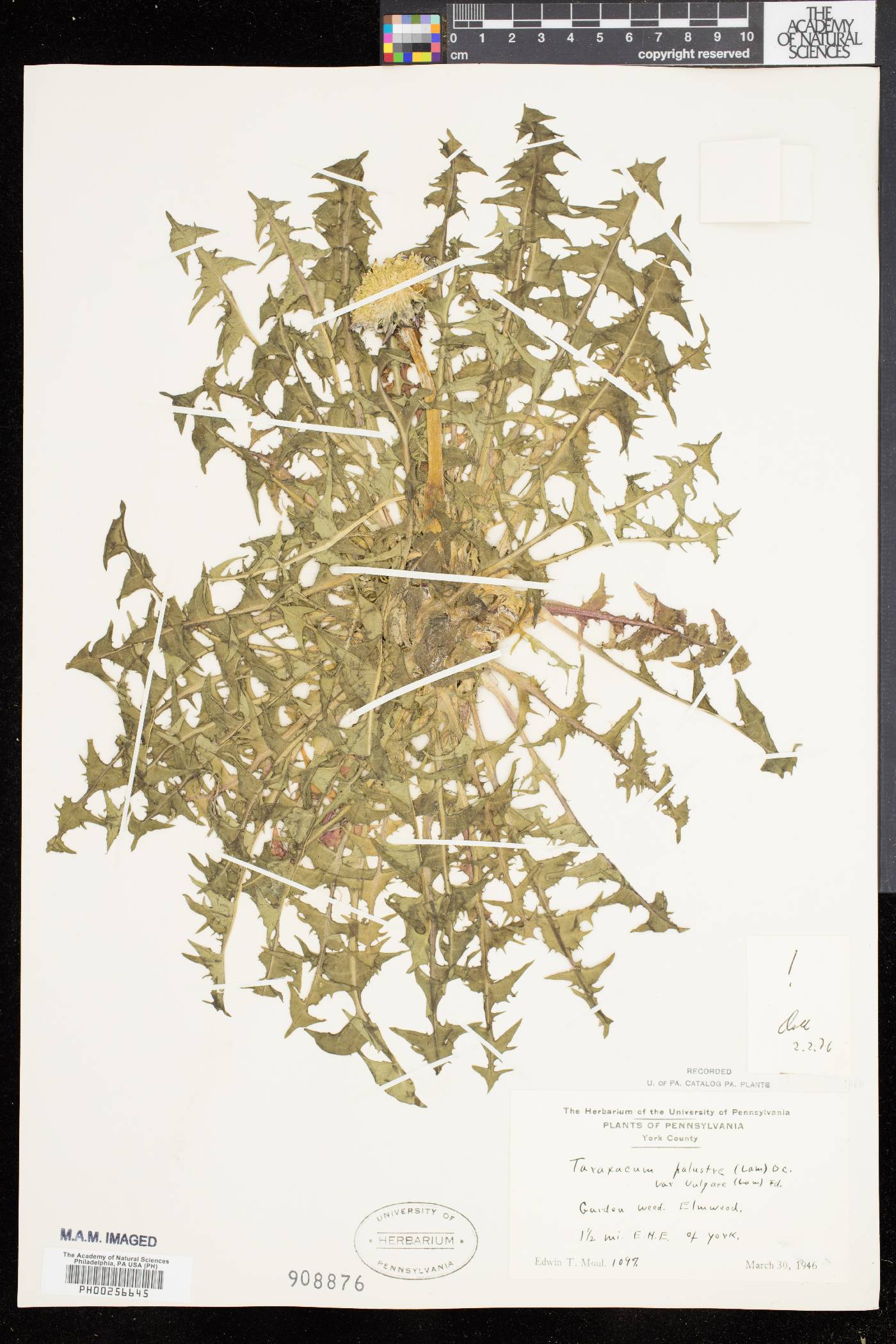 Taraxacum palustre image