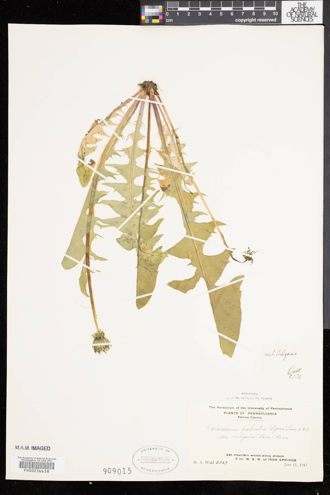 Taraxacum palustre image