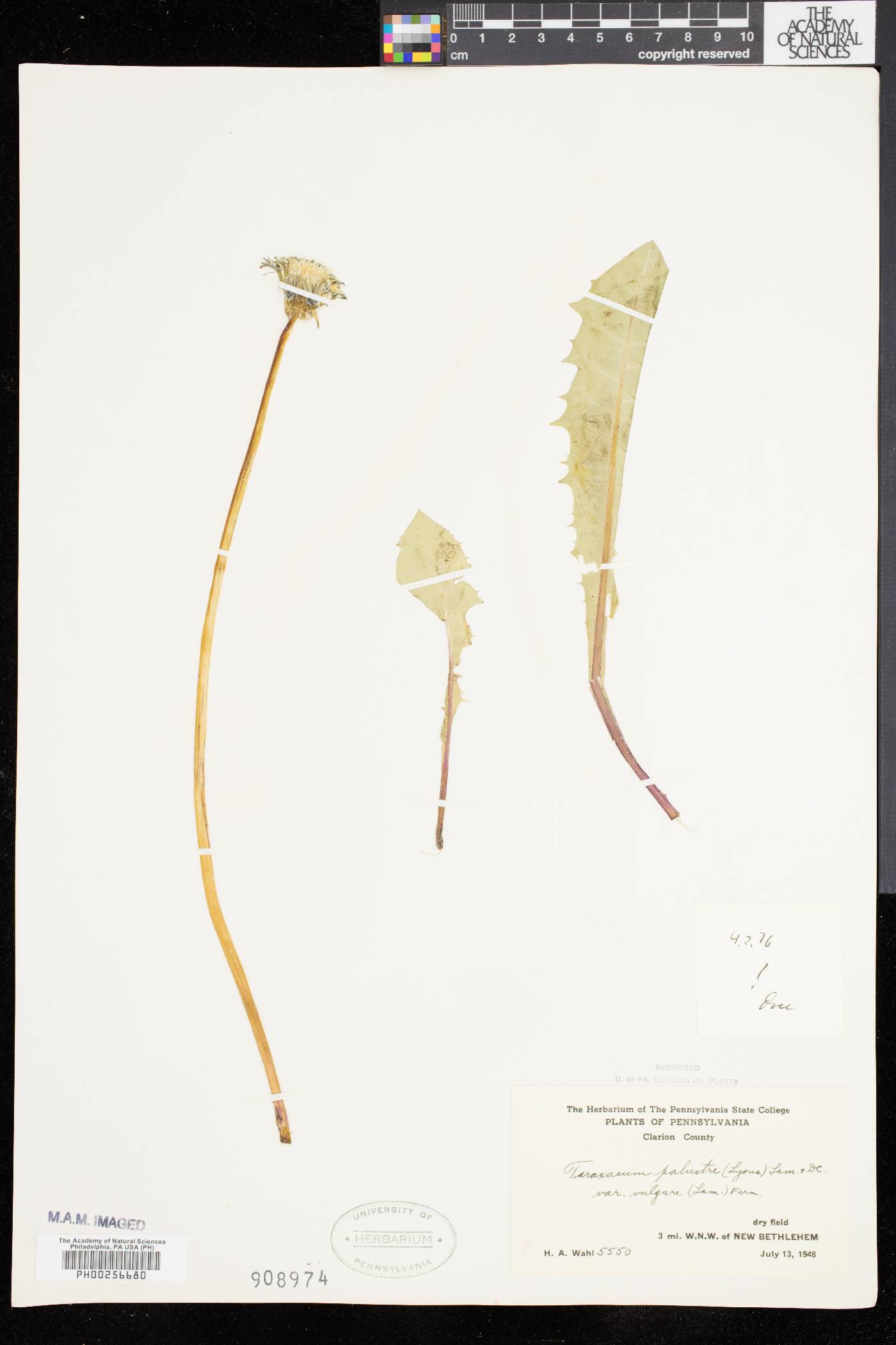 Taraxacum palustre image