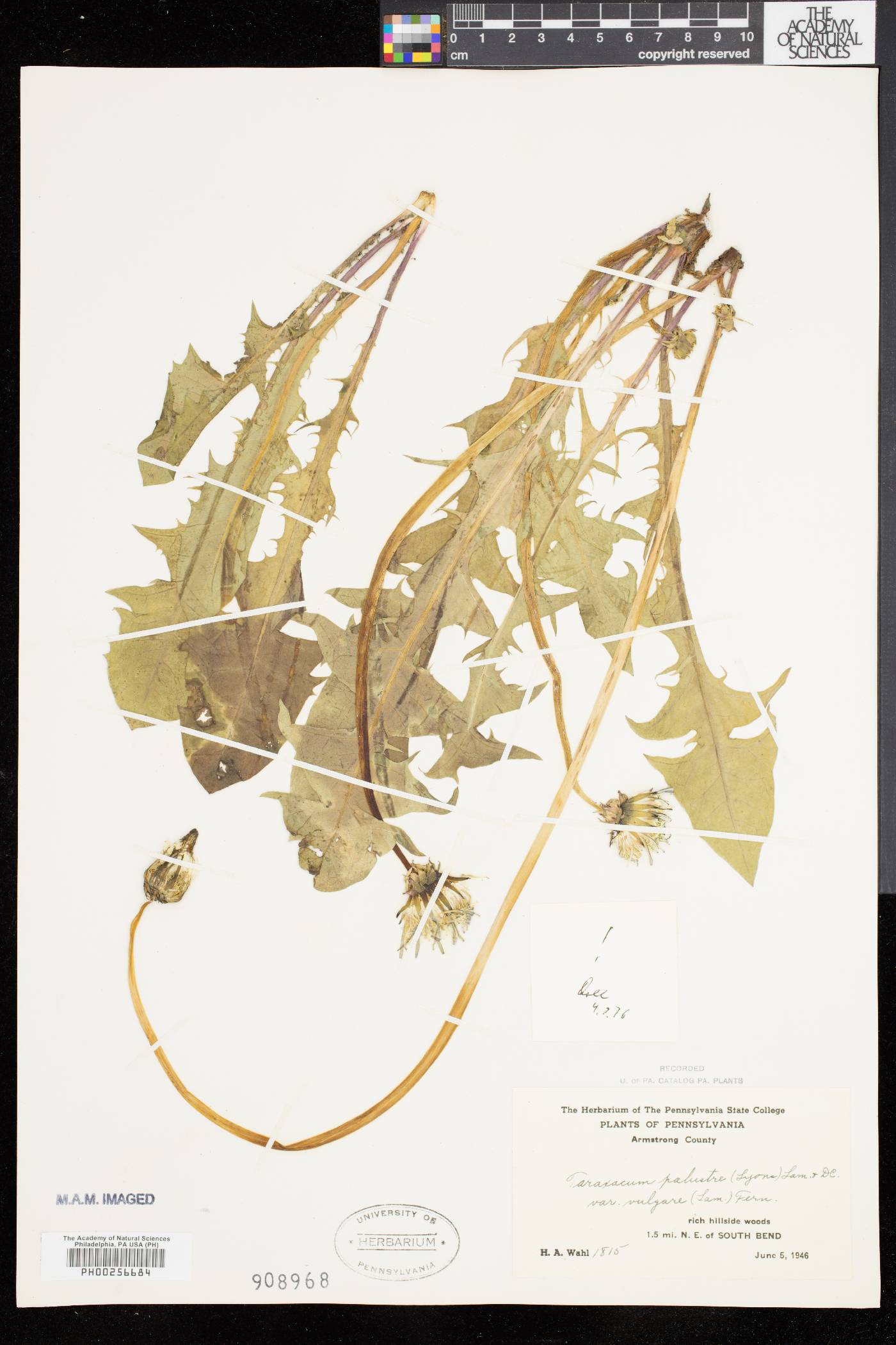 Taraxacum palustre image