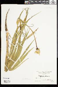 Tragopogon pratensis image