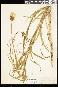 Tragopogon pratensis image