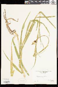 Tragopogon pratensis image