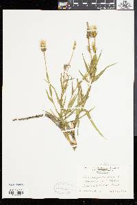 Tragopogon pratensis image