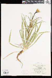 Tragopogon pratensis image