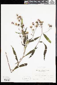 Vernonia noveboracensis image