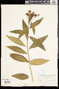 Vernonia noveboracensis image