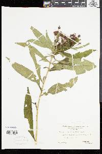 Vernonia noveboracensis image