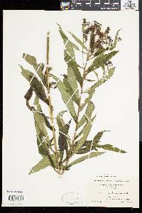 Vernonia noveboracensis image