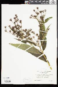 Vernonia noveboracensis image